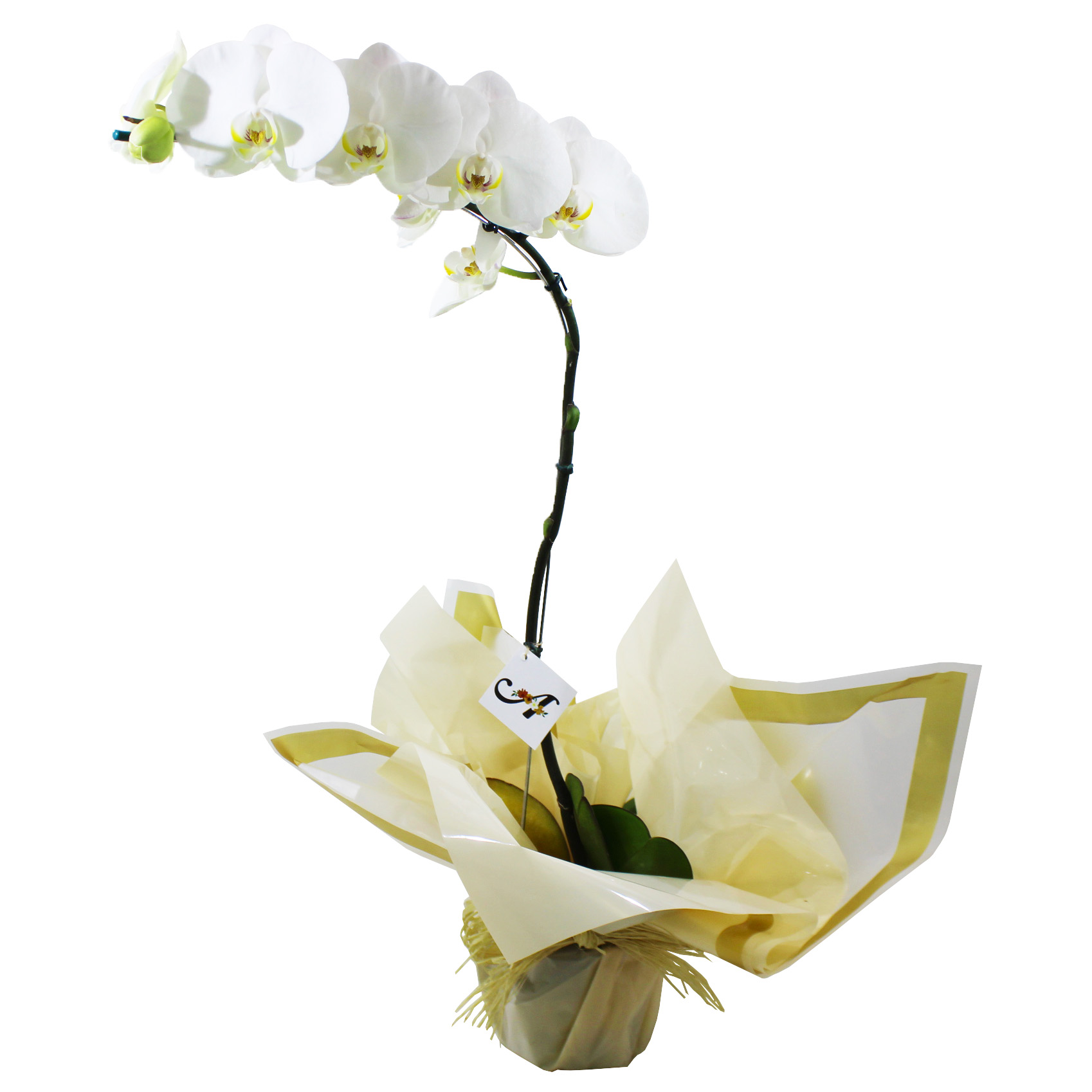 Orquídea phalaenopsis – Armazém das Flores